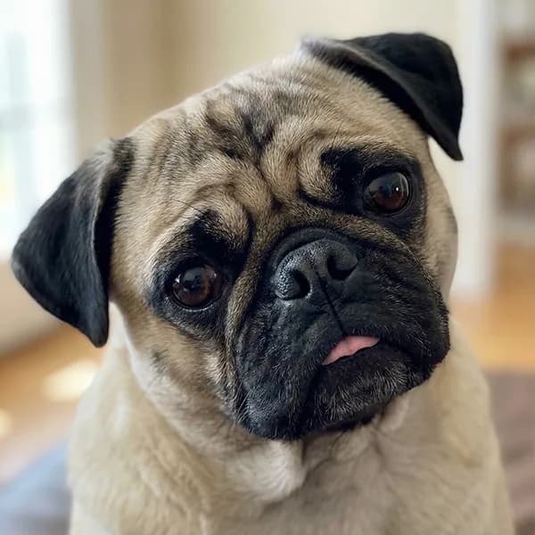 Biscuit